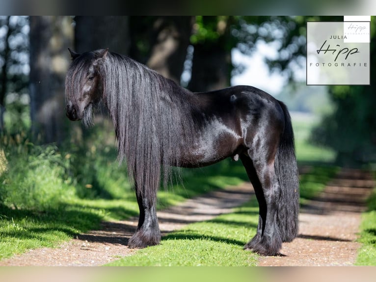 Fellpony Hengst 5 Jahre 137 cm Rappe in Weener