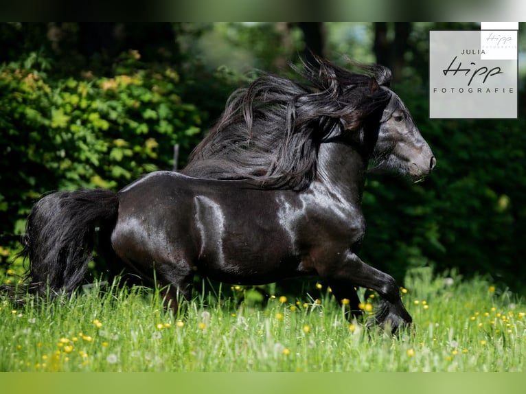 Fellpony Hengst 5 Jahre 137 cm Rappe in Weener