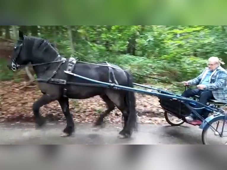 Fellpony Hengst 8 Jahre 142 cm Rappe in Schuttertal