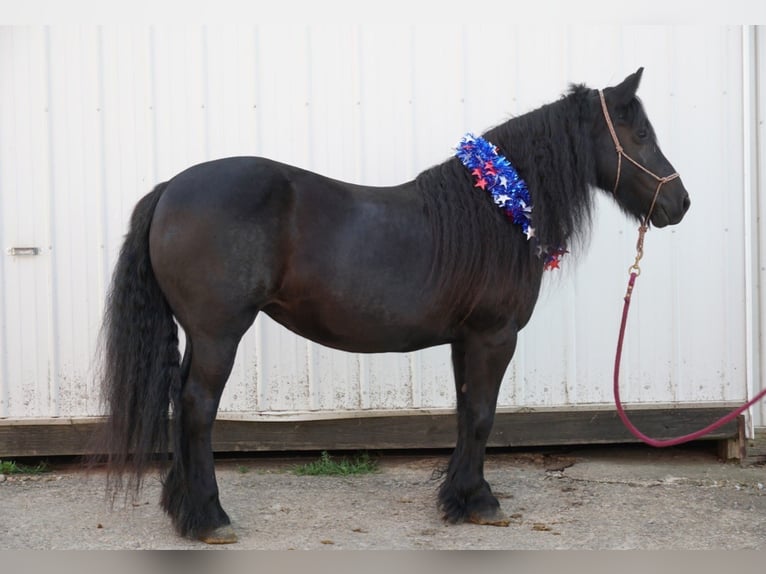 Fellpony Hengst Fohlen (05/2025) 104 cm Rappe in Wooster