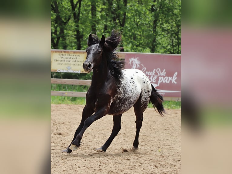 Fellpony Mix Hengst  130 cm in Dundee, OH