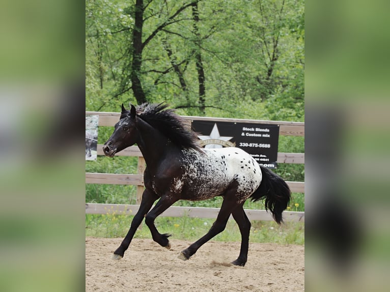 Fellpony Mix Hengst  130 cm in Dundee, OH