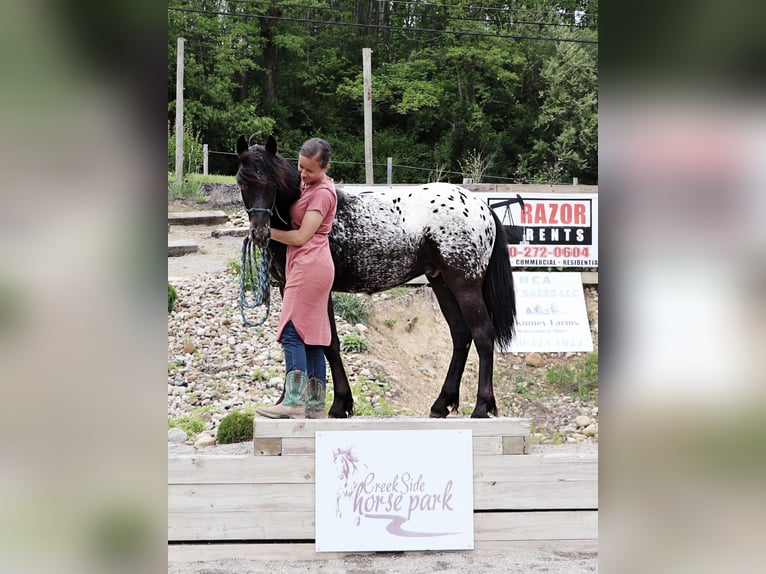 Fellpony Mix Hengst  130 cm in Dundee, OH