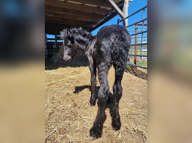 Fellpony Hengst Fohlen (03/2024) 132 cm Rappe in Mcalester