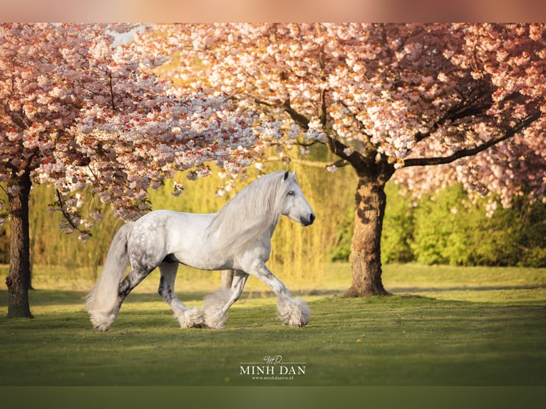 Fellpony Hengst Fohlen (01/2024) 140 cm Schimmel in Medemblik