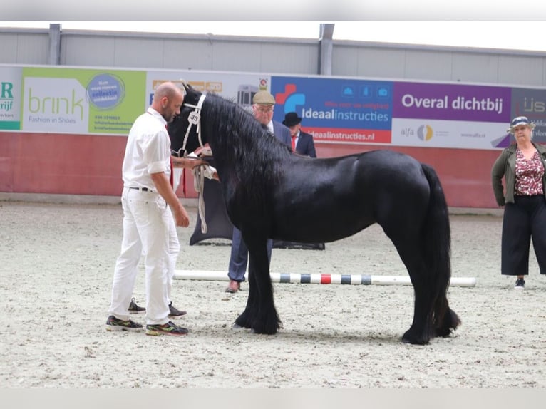 Fellpony Hengst Fohlen (01/2024) 140 cm Schimmel in Medemblik