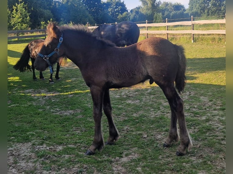 Fellpony Hengst Fohlen (06/2025) 142 cm Rappe in Hattorf am Harz