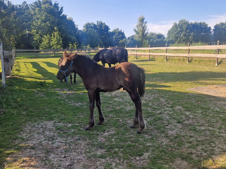 Fellpony Hengst Fohlen (06/2025) 142 cm Rappe in Hattorf am Harz