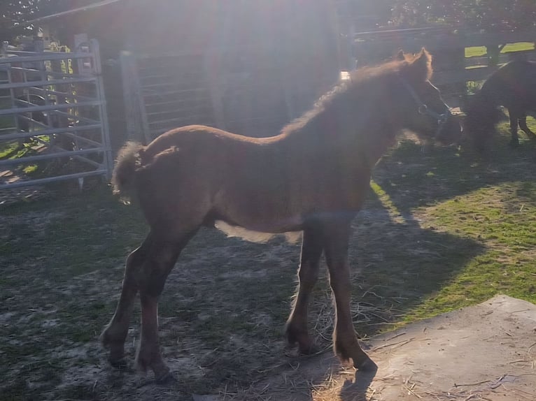 Fellpony Hengst Fohlen (06/2025) 142 cm Rappe in Hattorf am Harz
