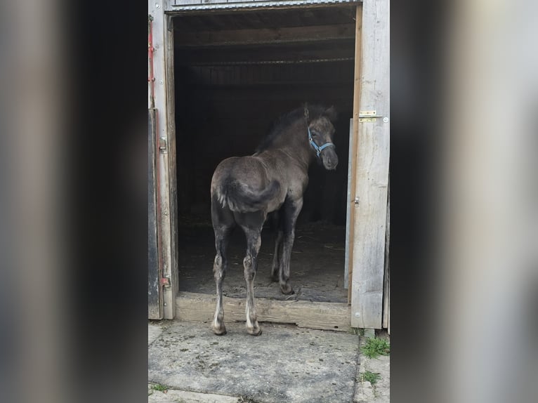 Fellpony Hengst Fohlen (06/2025) 142 cm Rappe in Hattorf am Harz