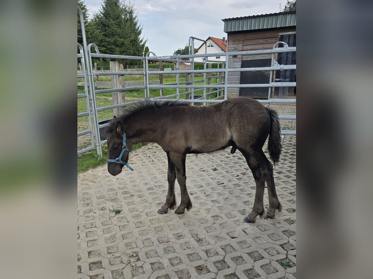 Fellpony Hengst Fohlen (06/2025) 142 cm Rappe in Hattorf am Harz