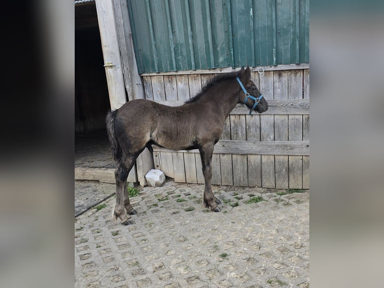 Fellpony Hengst Fohlen (06/2025) 142 cm Rappe in Hattorf am Harz