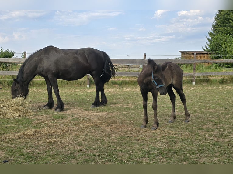 Fellpony Hengst Fohlen (06/2025) 142 cm Rappe in Hattorf am Harz