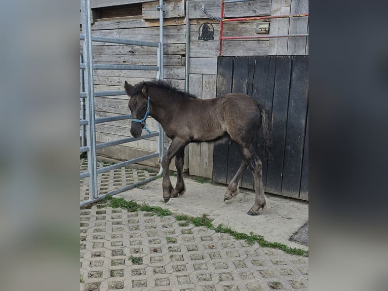 Fellpony Hengst Fohlen (06/2025) 142 cm Rappe in Hattorf am Harz
