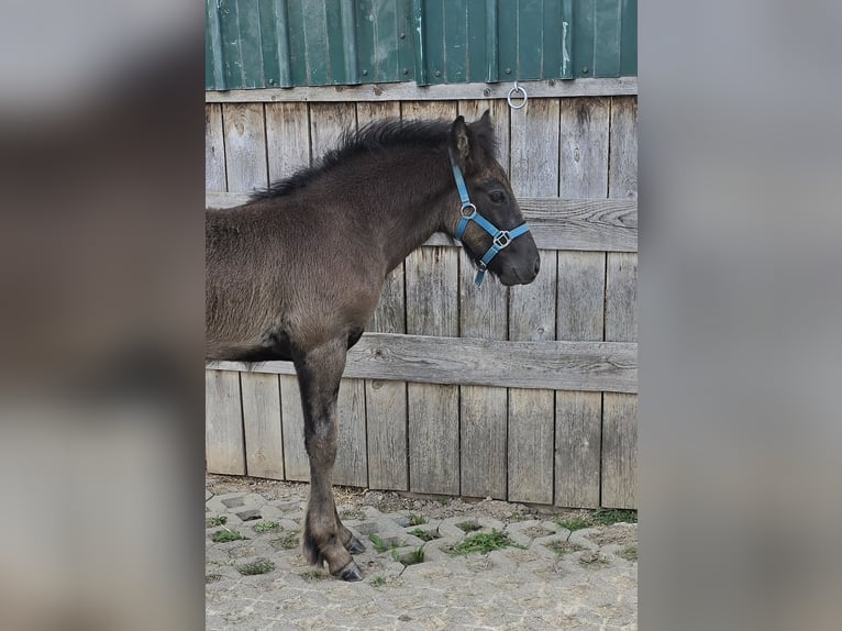 Fellpony Hengst Fohlen (06/2025) 142 cm Rappe in Hattorf am Harz
