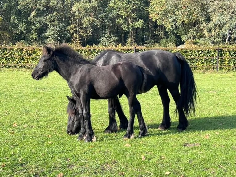 Fellpony Hengst Fohlen (06/2026) 142 cm Rappe in Ledeacker