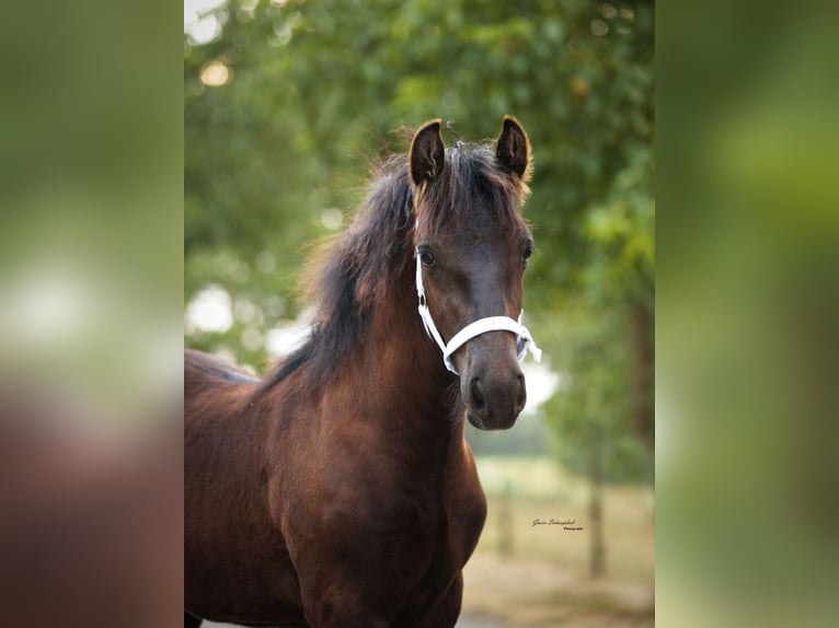 Fellpony Hengst Fohlen (03/2026) Rappe in Fochteloo