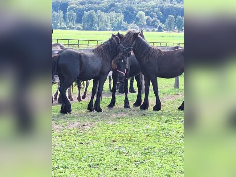 Fellpony Hingst 1 år Svart in Zeddam