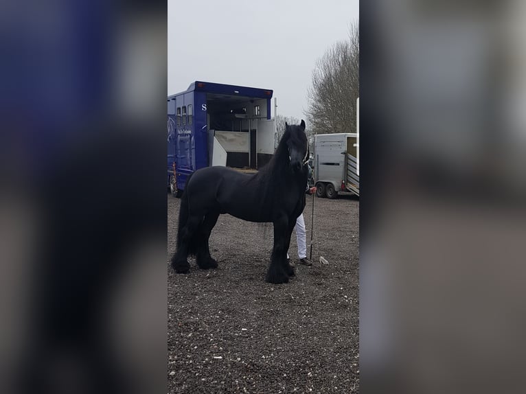 Fellpony Hingst Föl (01/2024) 140 cm Grå in Medemblik