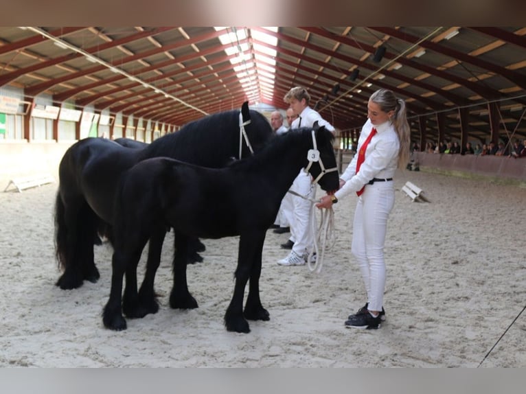 Fellpony Hingst Föl (01/2024) 140 cm Grå in Medemblik