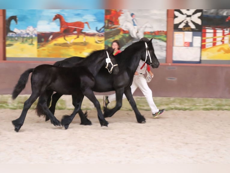 Fellpony Hingst Föl (01/2024) 140 cm Grå in Medemblik