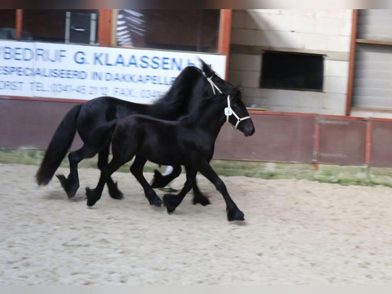 Fellpony Hingst Föl (01/2024) 140 cm Grå in Medemblik