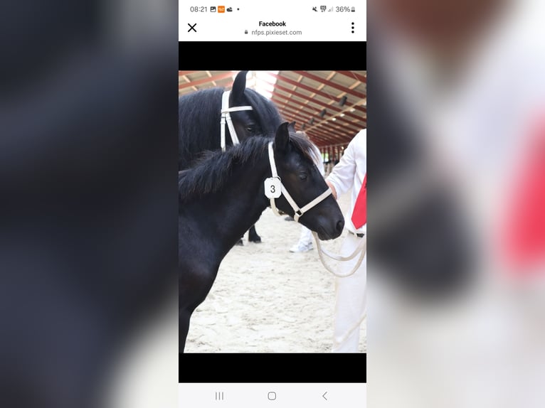 Fellpony Hingst Föl (01/2024) 140 cm Grå in Medemblik