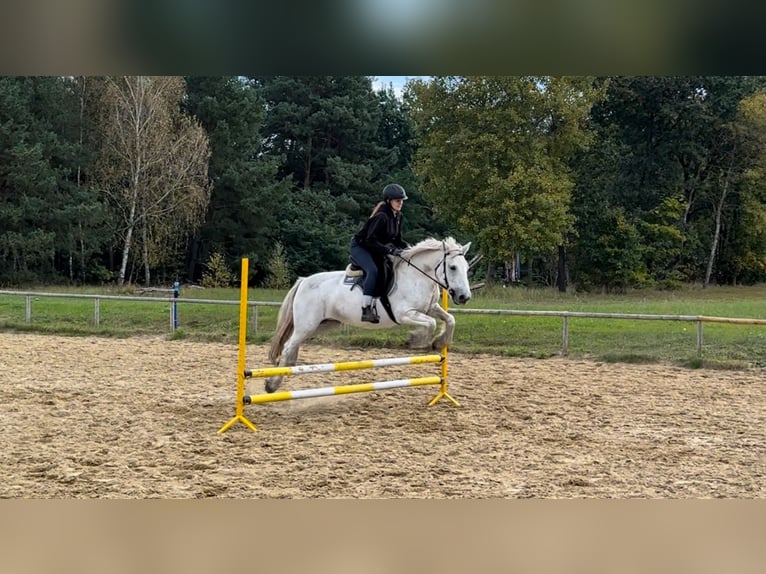 Fellpony Sto 9 år 142 cm Grå in Santok