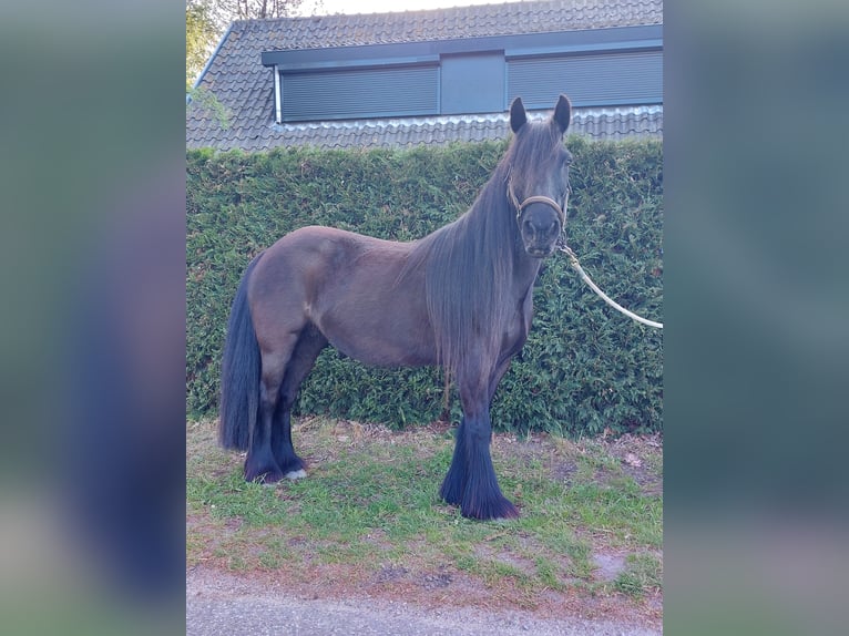 Fellpony Stute 11 Jahre 135 cm Rappe in Oostvoorne