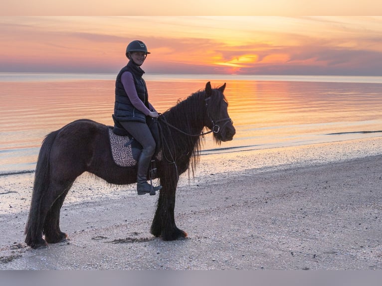 Fellpony Stute 11 Jahre 135 cm Rappe in Oostvoorne