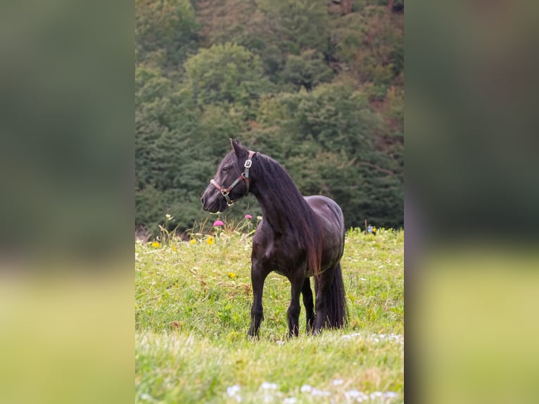 Fellpony Stute 11 Jahre 135 cm Rappe in Oostvoorne