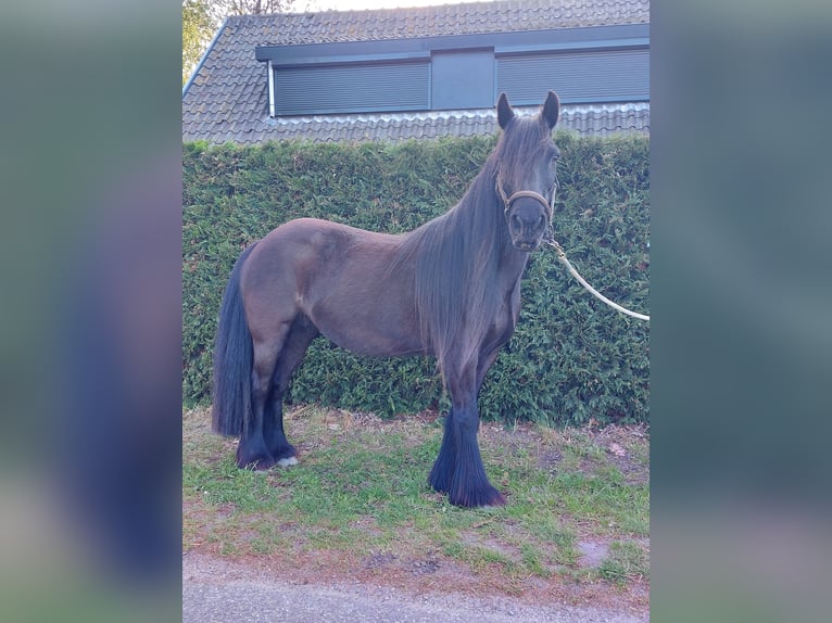 Fellpony Stute 11 Jahre 135 cm Rappe in Oostvoorne