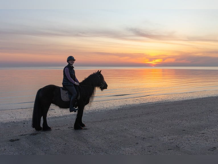 Fellpony Stute 11 Jahre 135 cm Rappe in Oostvoorne