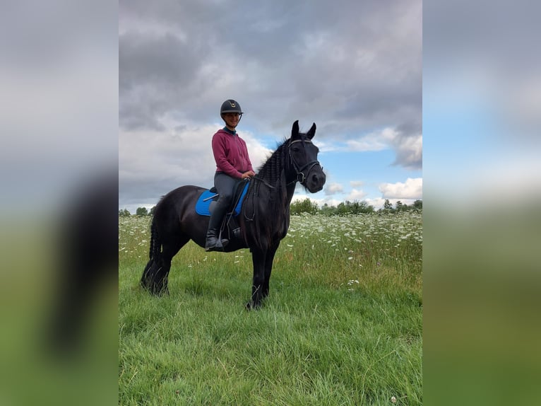 Fellpony Stute 11 Jahre 135 cm Rappe in Oostvoorne