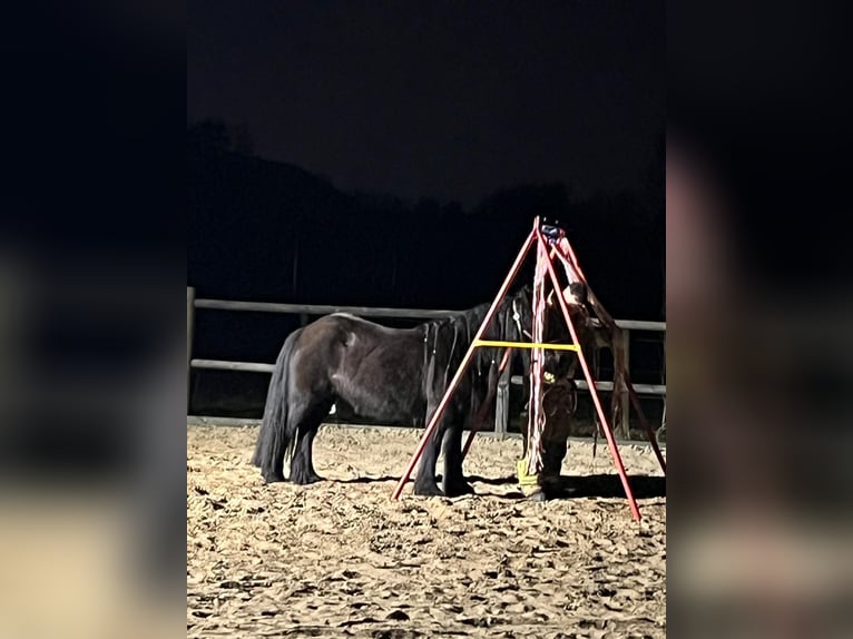 Fellpony Stute 11 Jahre 135 cm Rappe in Oostvoorne