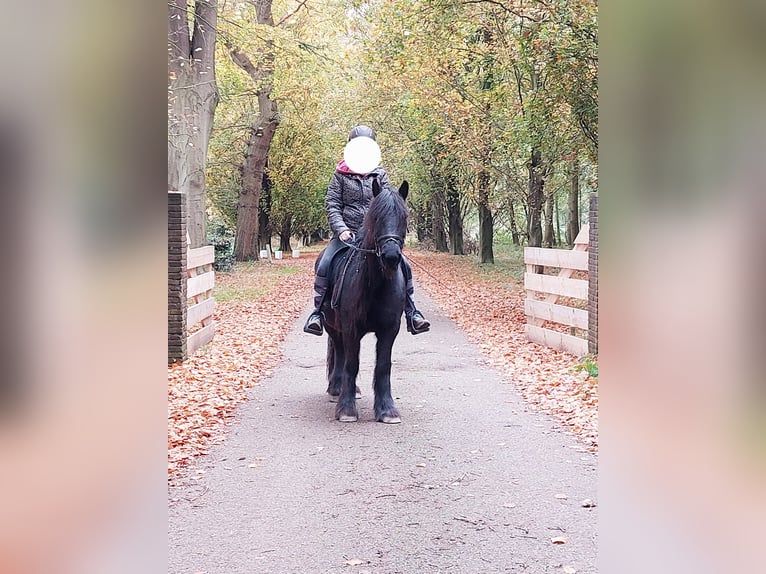 Fellpony Stute 11 Jahre 135 cm Rappe in Oostvoorne