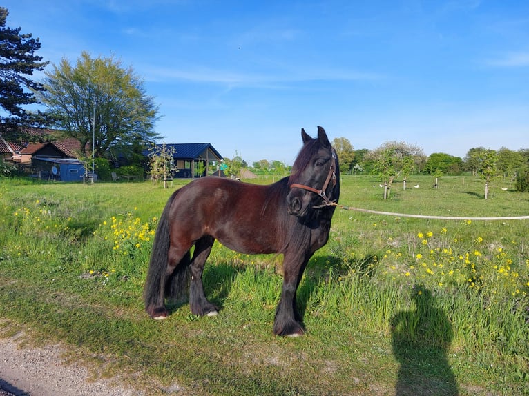 Fellpony Stute 11 Jahre 135 cm Rappe in Oostvoorne