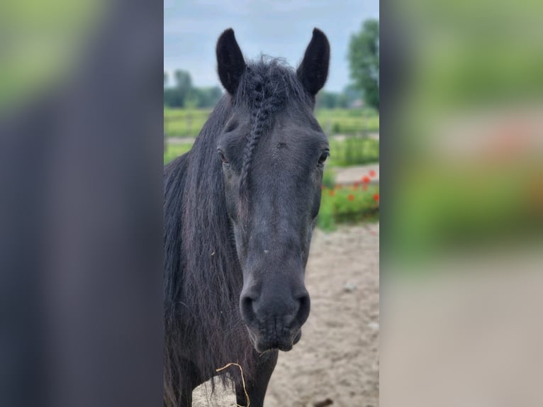 Fellpony Stute 11 Jahre 135 cm Rappe in Oostvoorne