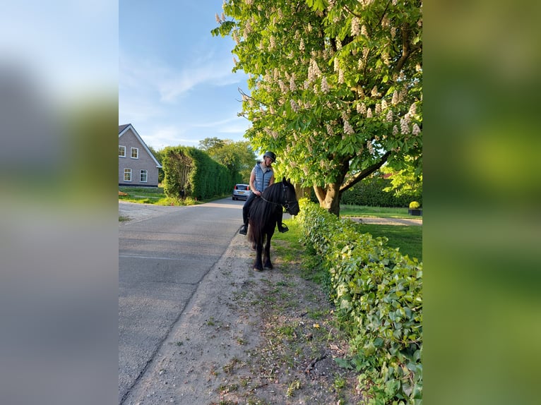 Fellpony Stute 11 Jahre 135 cm Rappe in Oostvoorne