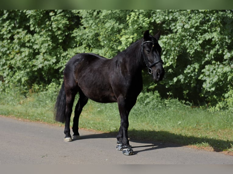 Fellpony Stute 16 Jahre 137 cm Rappe in Dreisbach