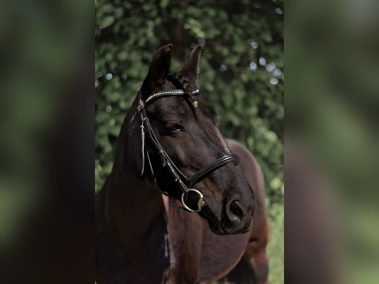 Fellpony Stute 16 Jahre 137 cm Rappe in Dreisbach