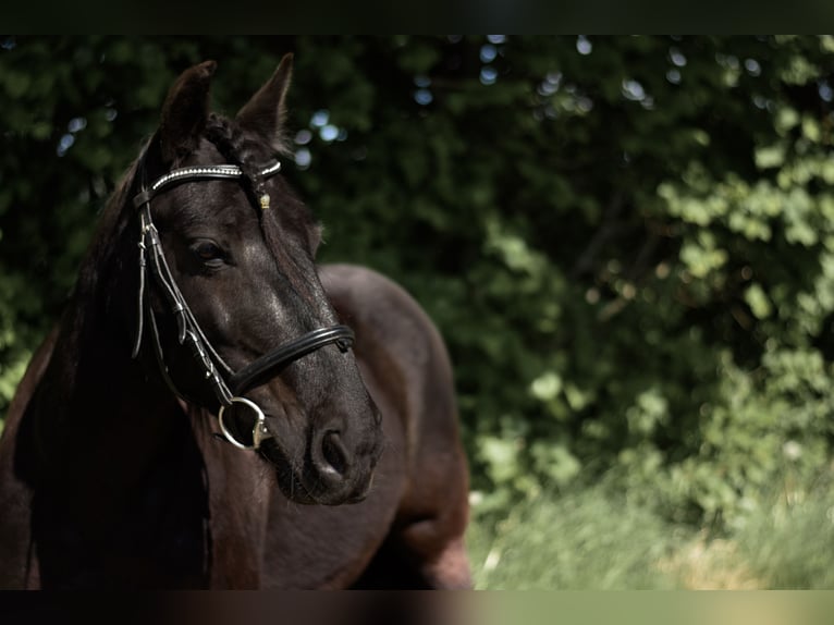 Fellpony Stute 16 Jahre 137 cm Rappe in Dreisbach