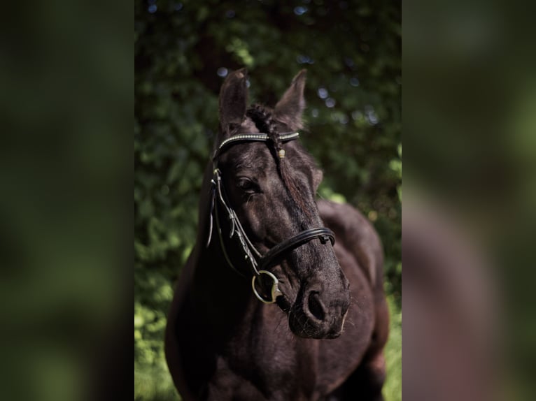 Fellpony Stute 16 Jahre 137 cm Rappe in Dreisbach