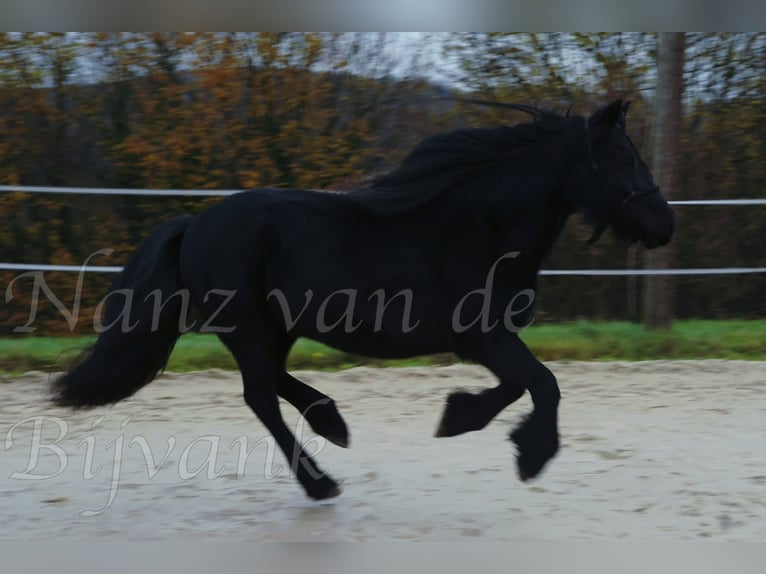 Fellpony Stute 17 Jahre 138 cm Rappe in Wuppertal