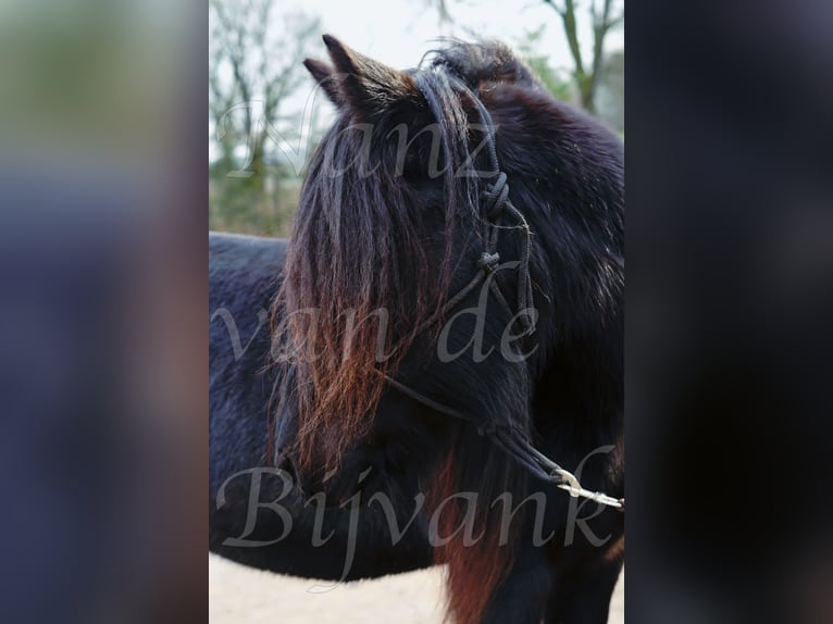 Fellpony Stute 17 Jahre 138 cm Rappe in Wuppertal
