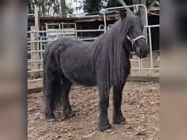 Fellpony Stute 19 Jahre 142 cm Rappe in Schuttertal