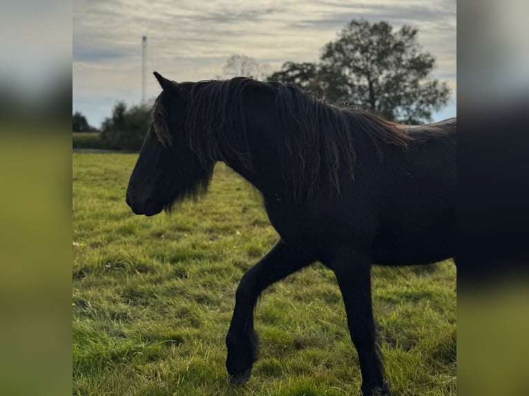 Fellpony Stute 1 Jahr 140 cm Rappe in Freienwill