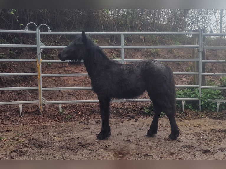 Fellpony Stute 1 Jahr 142 cm Rappe in Schuttertal