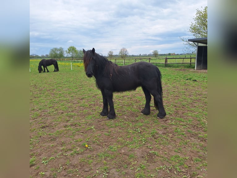 Fellpony Stute 2 Jahre 140 cm Rappe in Zeddam