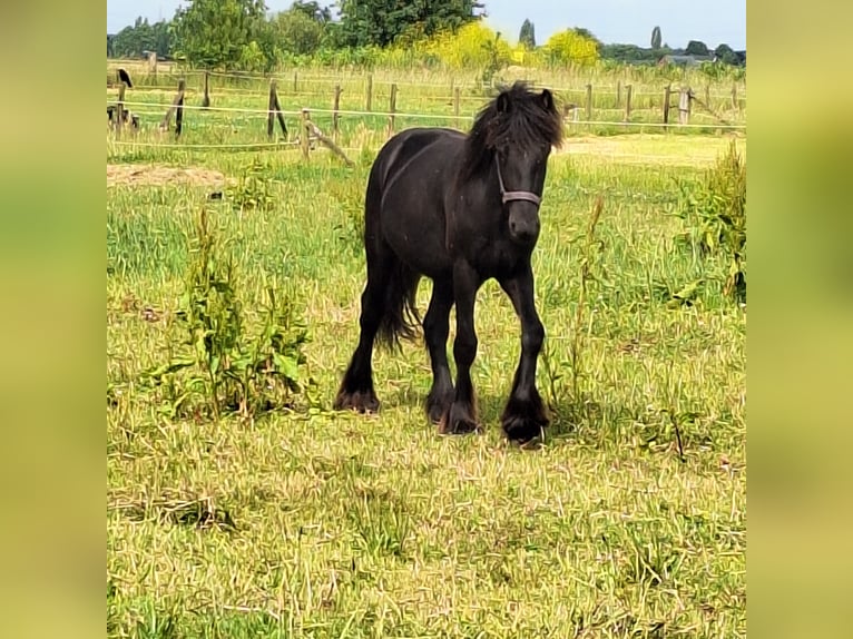 Fellpony Stute 2 Jahre 140 cm Rappe in Zeddam